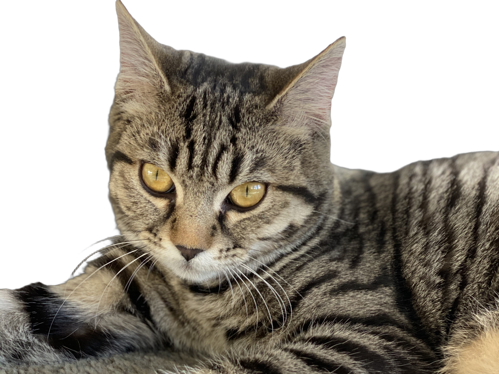 The tabby cat cut out on a transparent background, whiskers and fur edges intact